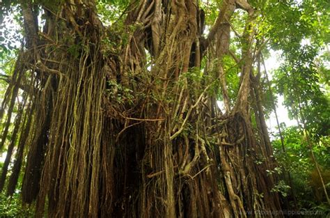 scientific name of balete tree